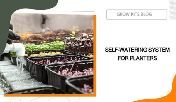 Self-Watering System