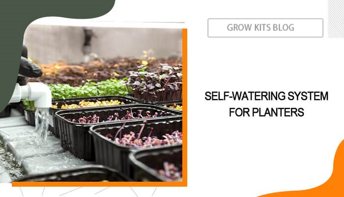 Self-Watering System