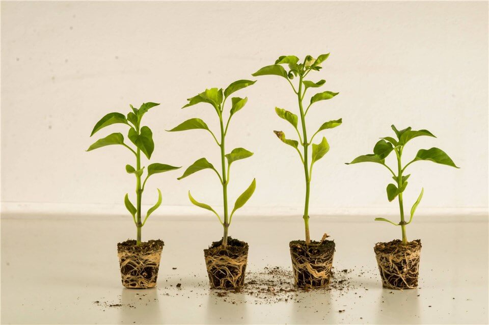 Stunted Growth in Plants