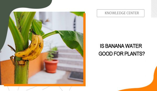 Banana Water for Plants