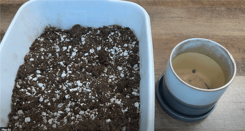 Christmas Cactus Soil