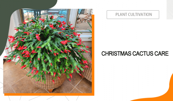 Christmas Cactus Care