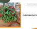 Christmas Cactus Care