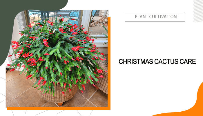 Christmas Cactus Care