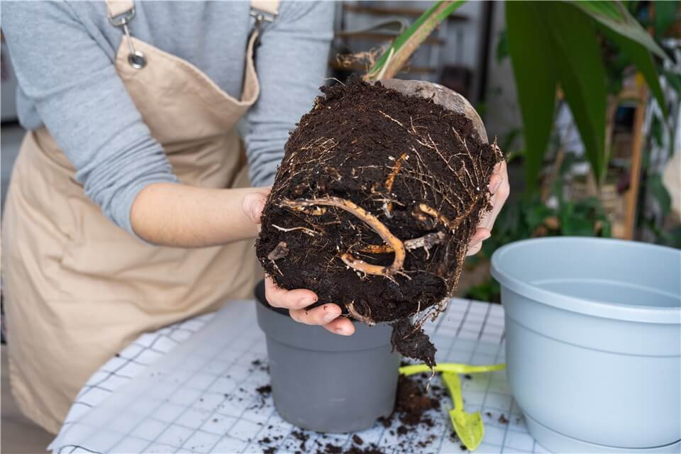 Does Christmas Cactus like to be Root Bound?