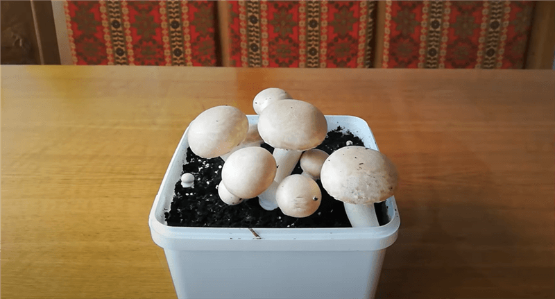 Growing Champignon Mushrooms