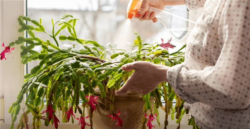 How Often to Water Christmas Cactus