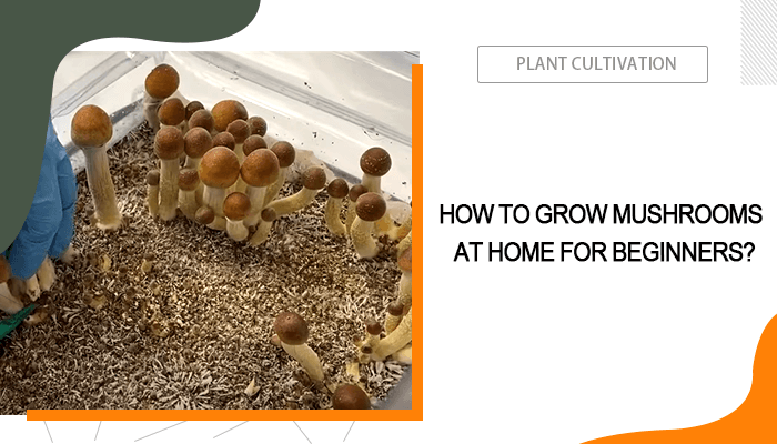 Grow Mushrooms at Home