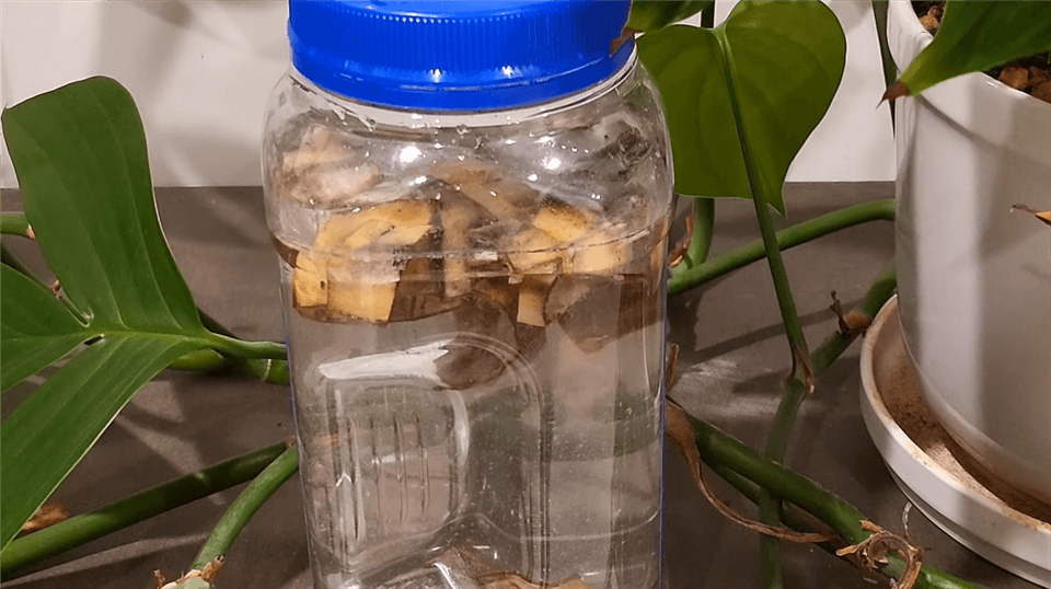 Is Banana Water Good for Plants?