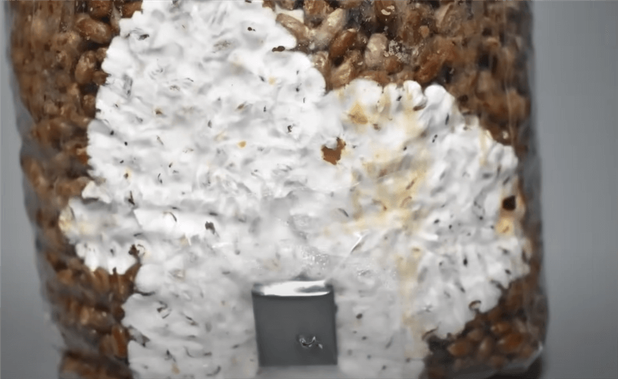 Let Spores Germinate and Mycelium Colonize the Substrate