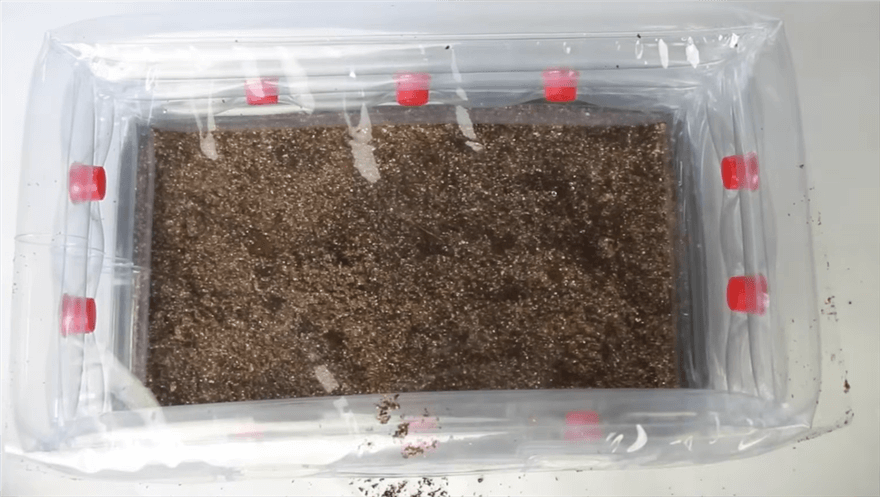 Mix the Bulk Substrate and Spawn in a Mono Tube