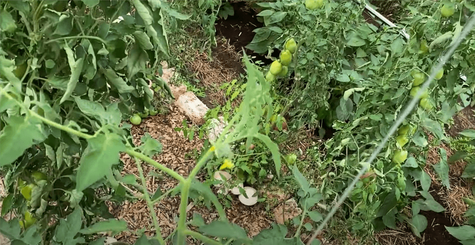 Mushroom Greenhouse