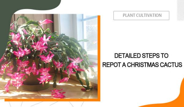 How to Repot Christmas Cactus?