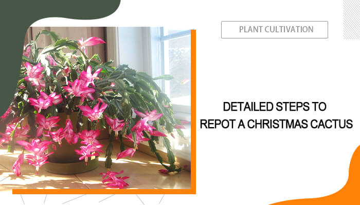 How to Repot Christmas Cactus?