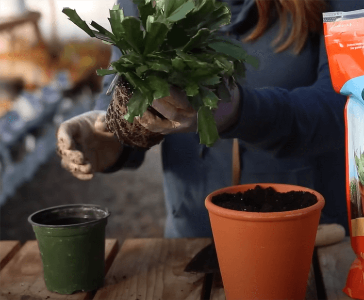 Steps to Repot a Christmas Cactus