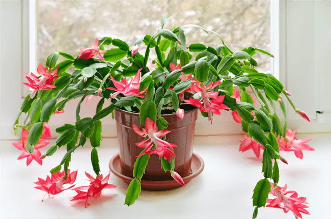 Tips for Replanting Christmas Cactus