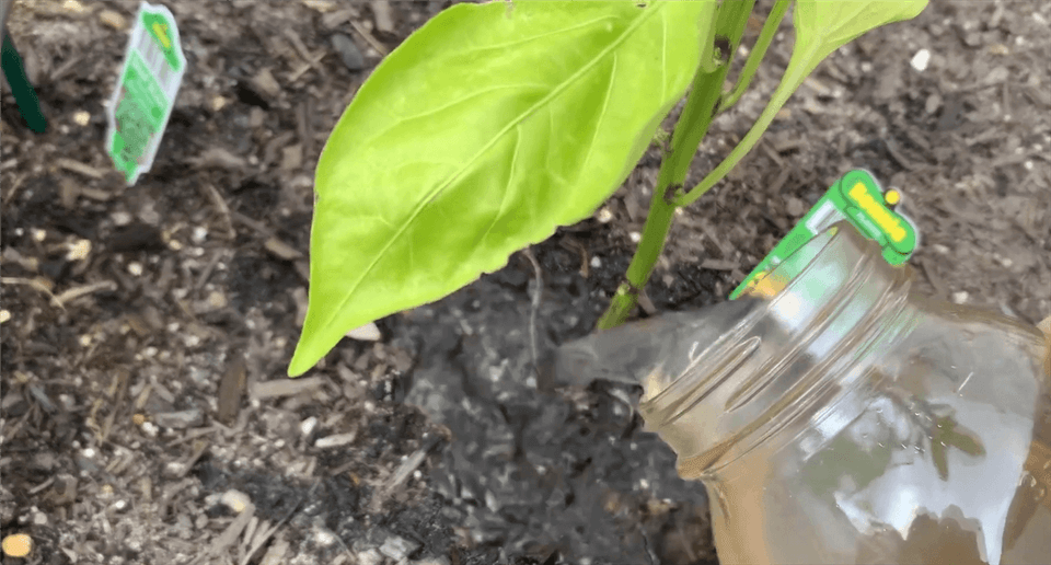 Water Your Plants with Banana Peel Tea