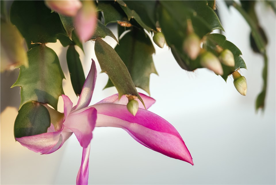 When to Repot Christmas Cactus?