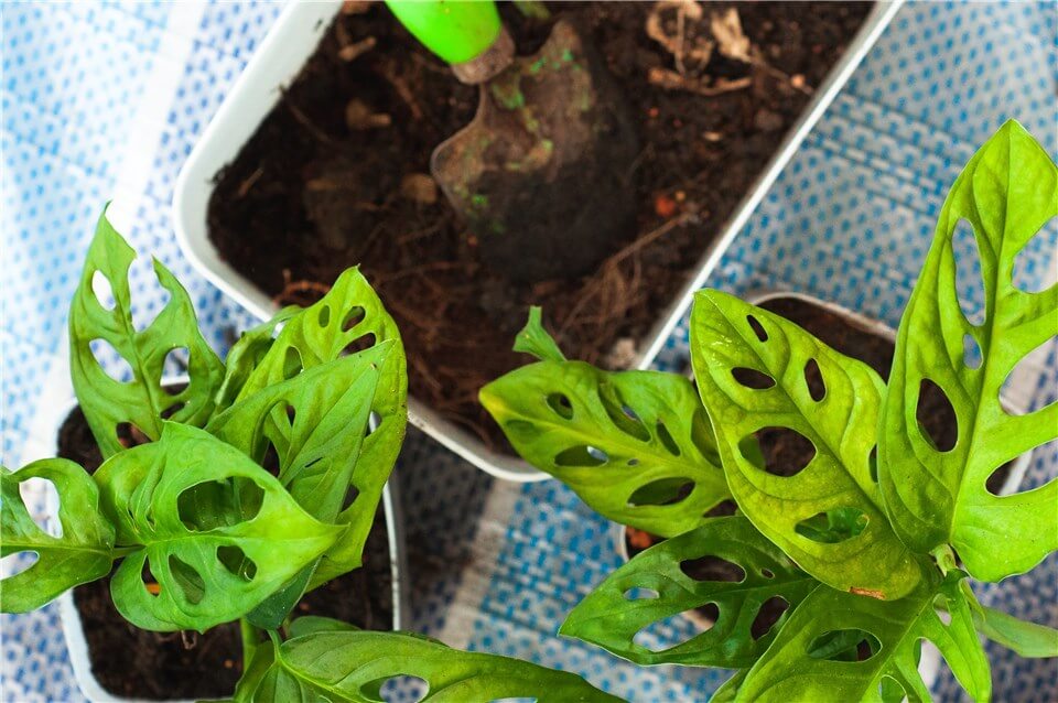 Mini Monstera Soil