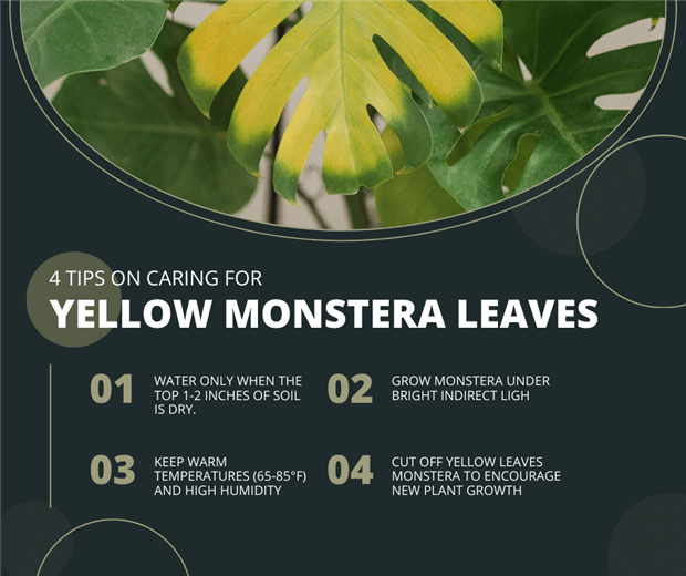 How to Fix Yellow Leaves on Monstera?