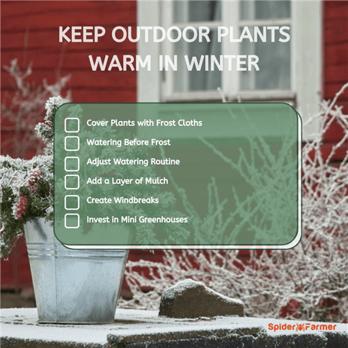 How to Keep Outdoor Plants Warm in Winter