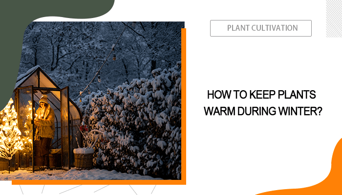 How to Keep Plants Warm During Winter?