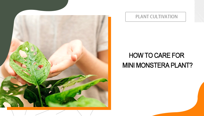 Mini Monstera Care