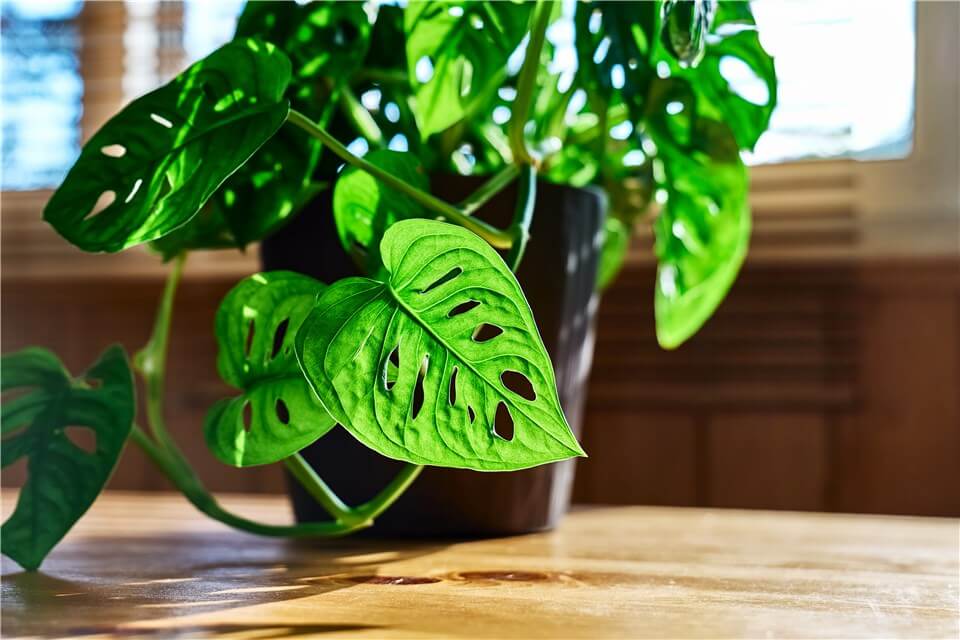 Mini Monstera Light