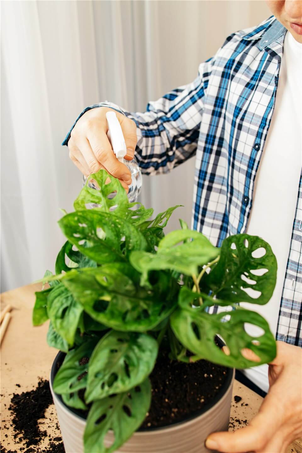 Mini Monstera Watering Frequency