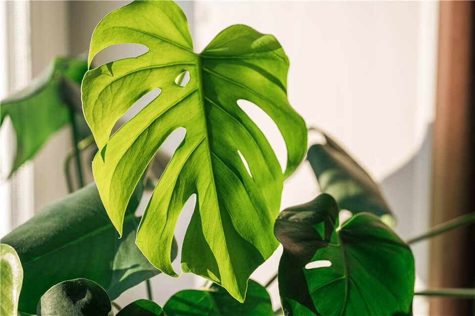 Monstera Plant