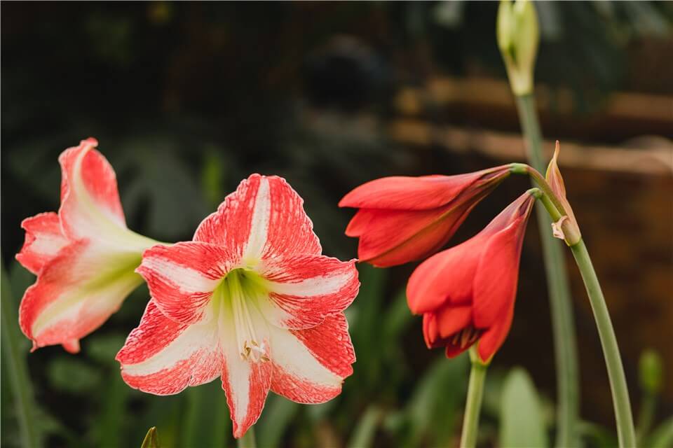 Outdoor Christmas Plants - Amaryllis