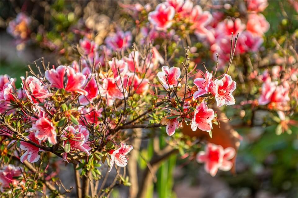 Outdoor Christmas Plants - Azaleas