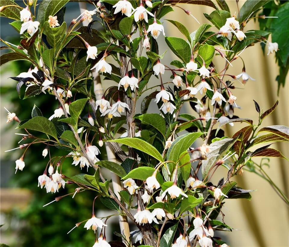 Outdoor Christmas Plants - Christmas Box