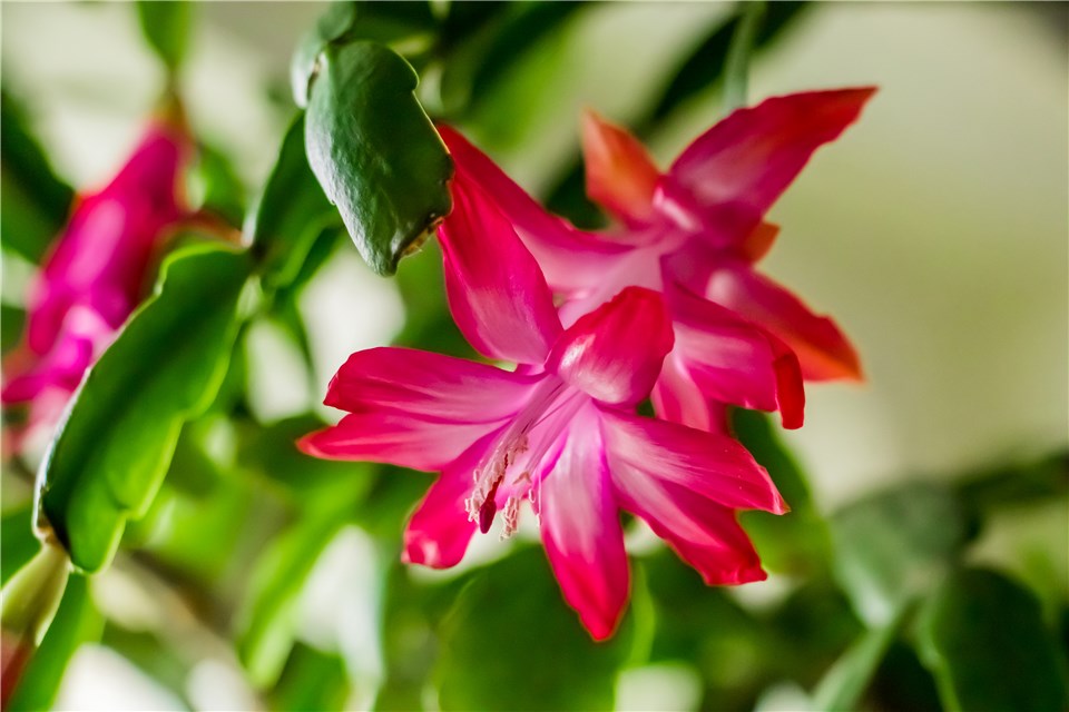 Outdoor Christmas Plants - Christmas Cactus