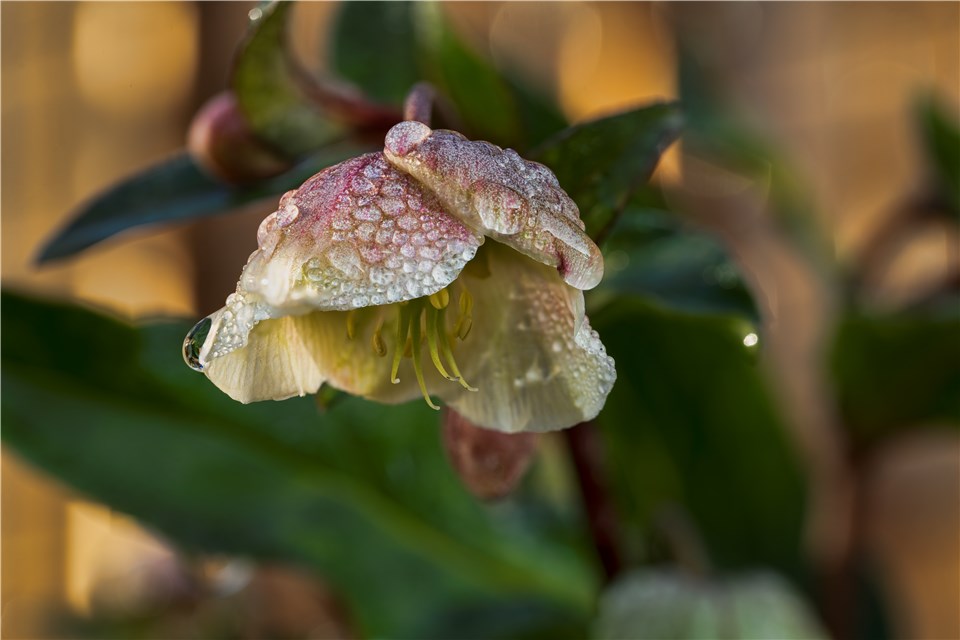 Outdoor Christmas Plants - Christmas Rose