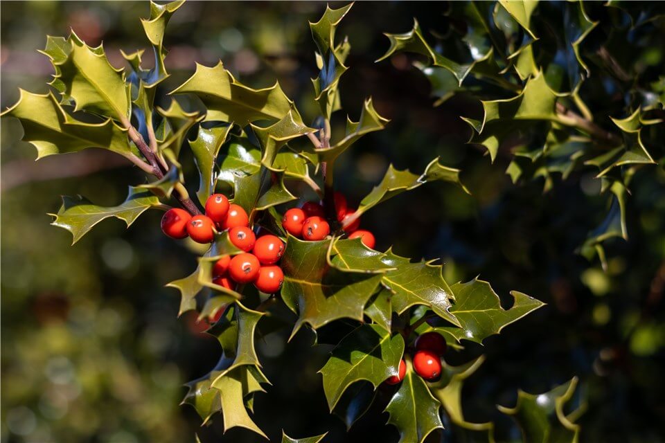 Outdoor Christmas Plants - English Holly