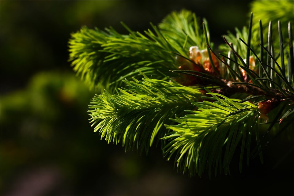 Outdoor Christmas Plants - Evergreen Trees