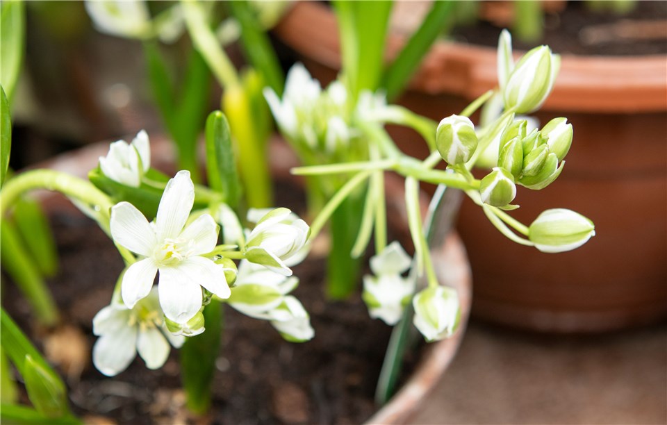 Outdoor Christmas Plants - Paperwhites