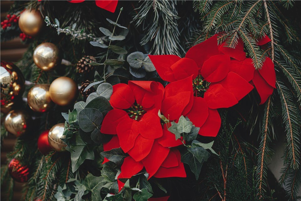 Outdoor Christmas Plants - Poinsettias