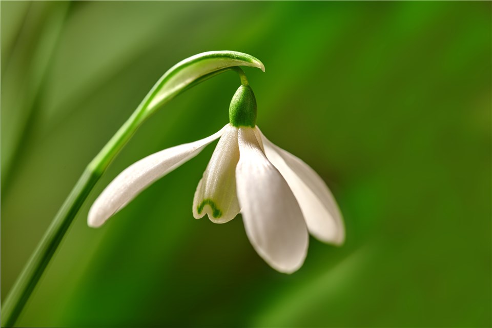 Outdoor Christmas Plants - Snowdrop