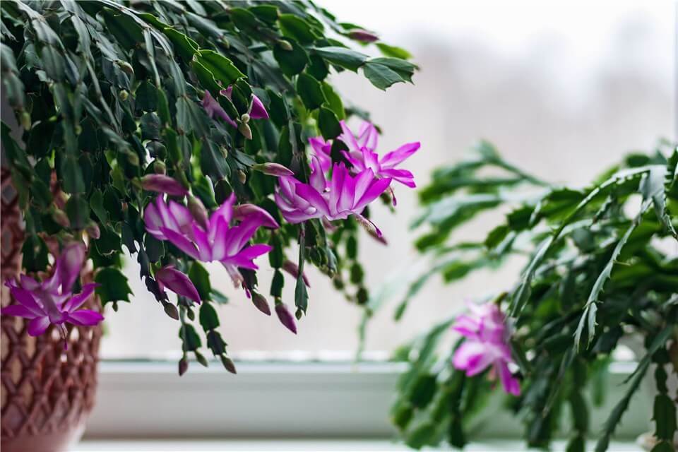 Outdoor Christmas Plants - Thanksgiving Cactus