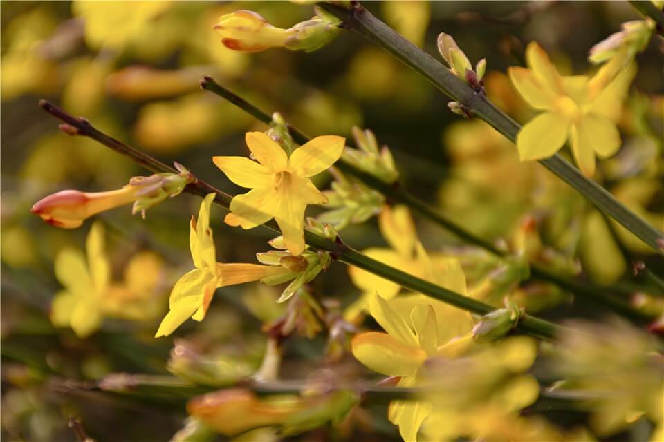 Outdoor Christmas Plants - Winter Jasmine