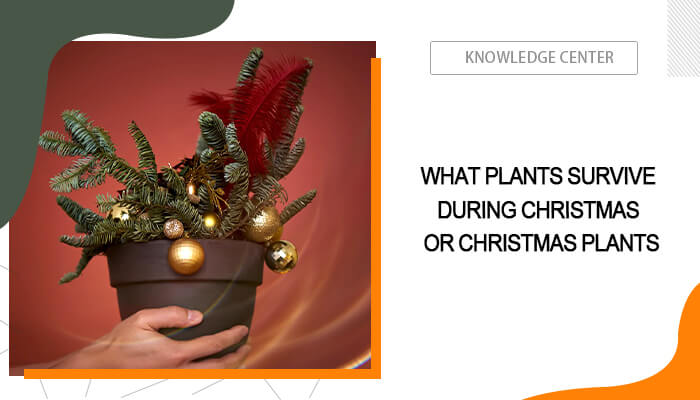 What Plants Survive During Christmas or Christmas Plants