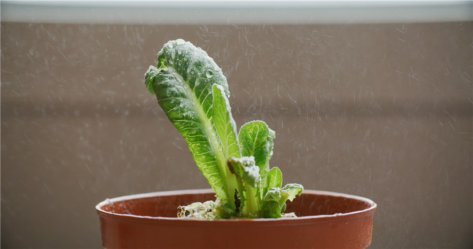 How to Save a Plant that Got Too Cold?