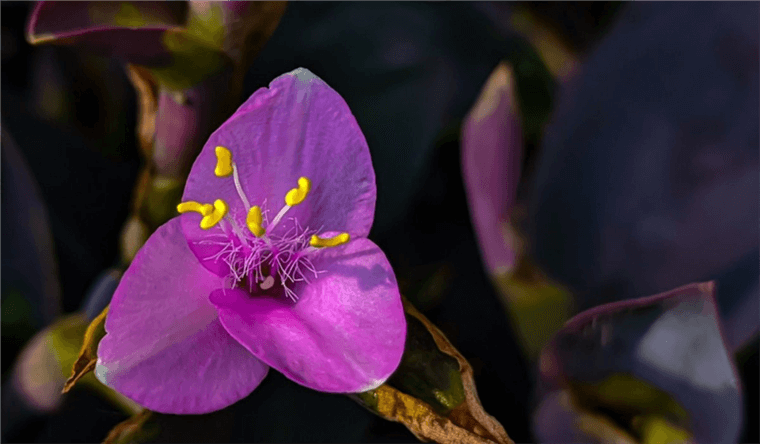 Wandering Jew Plant Varieties - Purple Heart