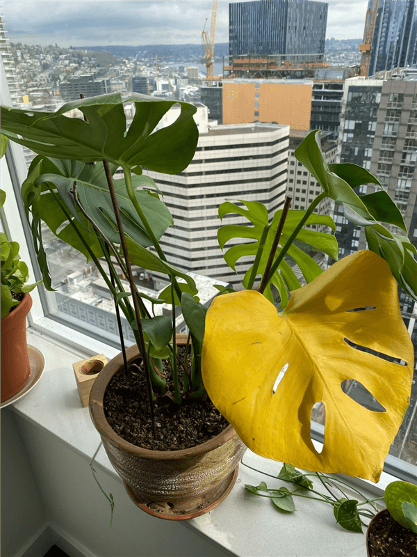 What Does an Overwatered Monstera Look Like?