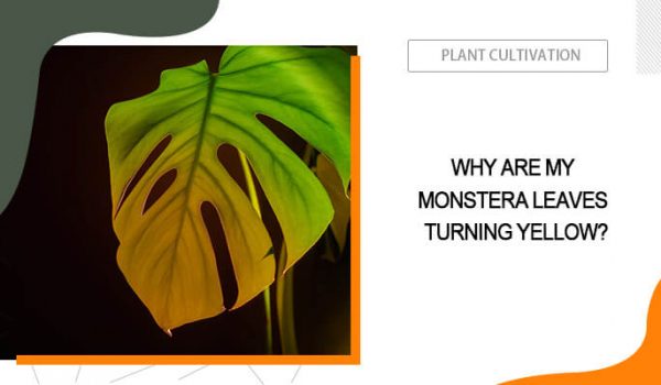 Why Are my Monstera Leaves Turning Yellow?