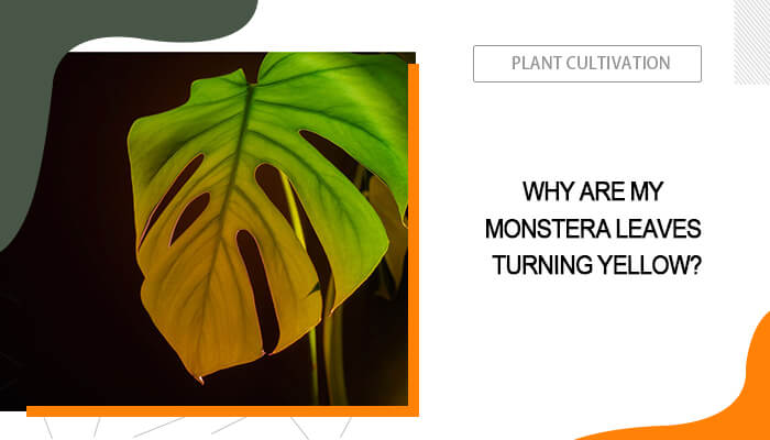 Why Are my Monstera Leaves Turning Yellow?