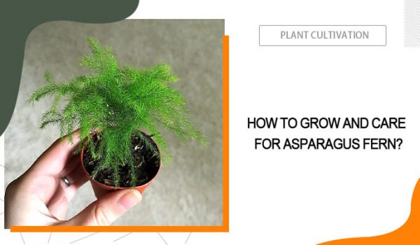 Asparagus Fern Care