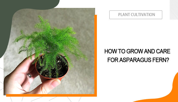 Asparagus Fern Care